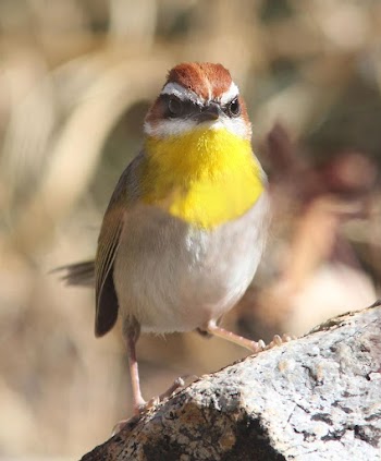 Bird on a tree branch | Free Photo - rawpixel