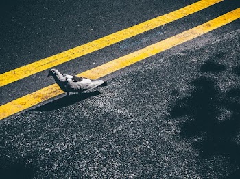 bird on asphalt road