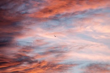 bird on beige sky