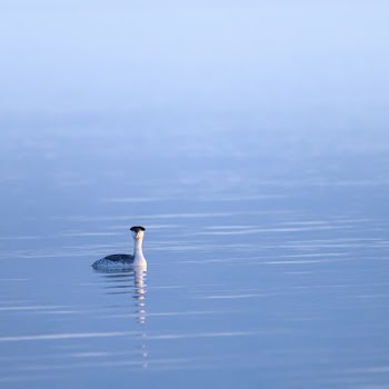 Bird on Body of Water