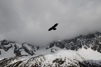 bird on flight over snow capped mountain