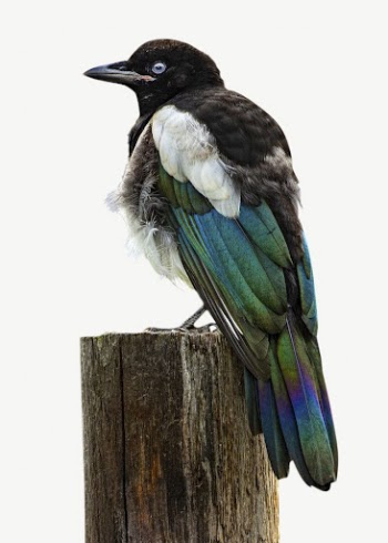 Bird on pole collage element | Free PSD - rawpixel