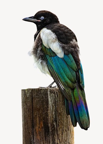Bird on pole isolated image | Free Photo - rawpixel