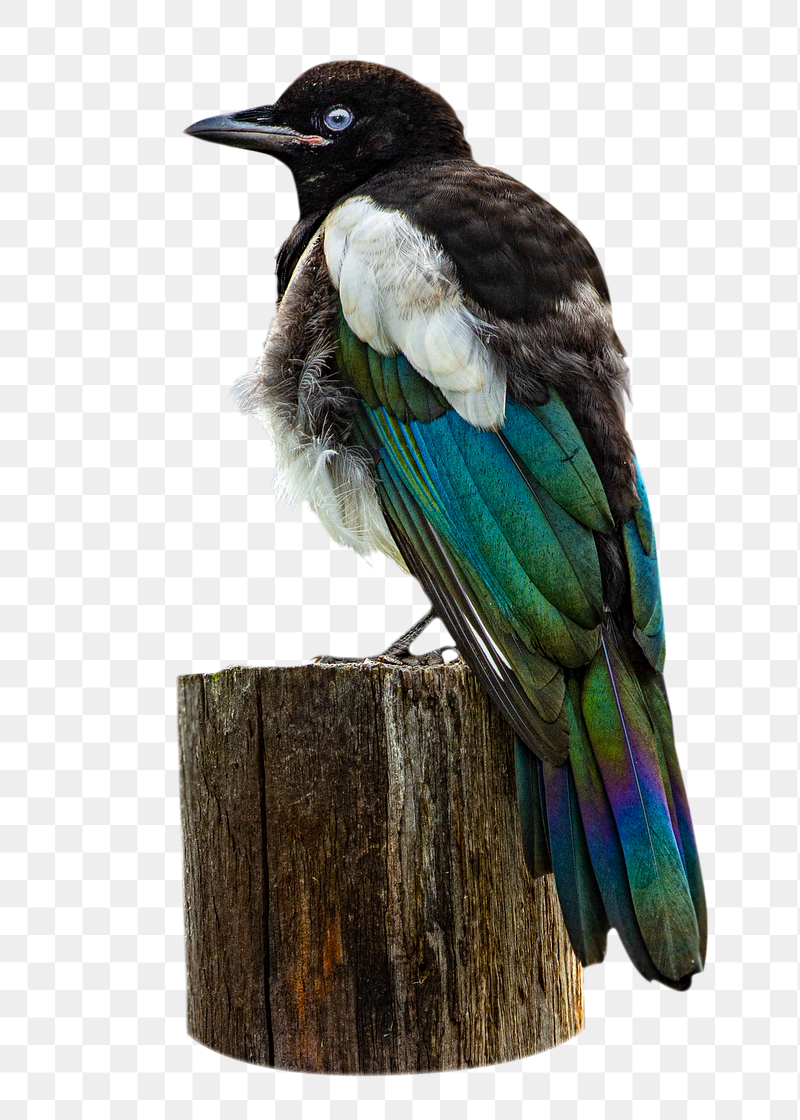 Bird on pole png sticker, | Free PNG - rawpixel