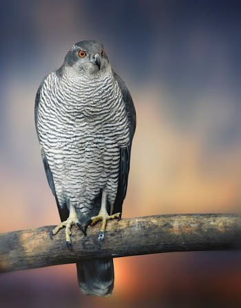 bird on tree branch