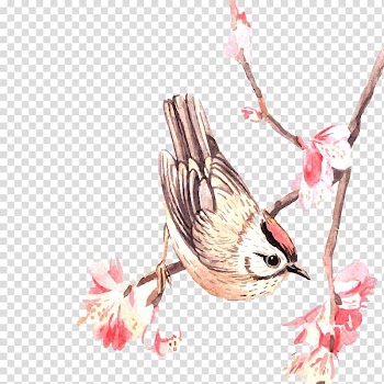 Bird on tree branch illustration, Ottoman poetry Publishing Poetry of Turkey Book, Chinese Classical bird and flower transparent background PNG clipart