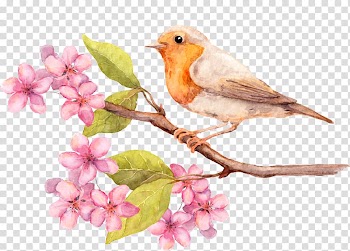 Bird on tree branch with pink flowers, Greeting card Flower Watercolor painting Birthday, Beautiful bird delicate peach flowers transparent background PNG clipart