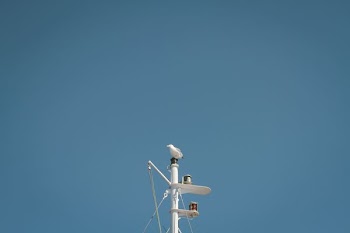bird on white post
