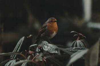 Bird. Original public domain image | Free Photo - rawpixel