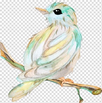 Bird Owl Beak , Bird branches transparent background PNG clipart