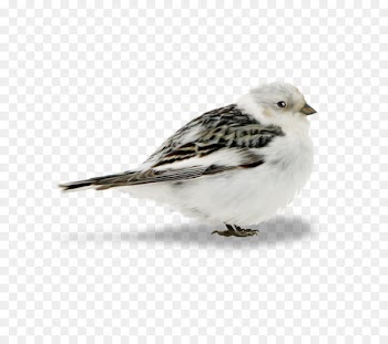 Bird, Owl, Sparrow, Vertebrate PNG