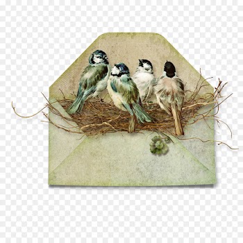 Bird Paper Scrapbooking Envelope Clip art - envelope 