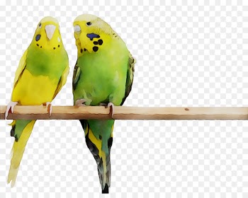 Bird Parakeet Feather Beak Pet -  