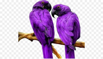 Bird Parrot Computer file - Purple Parrot 