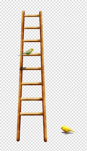 Bird Parrot Ladder, Bird on a ladder transparent background PNG clipart