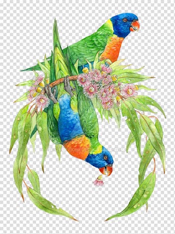 Bird Parrot Lories and lorikeets Rainbow lorikeet Drawing, watercolor wreath transparent background PNG clipart