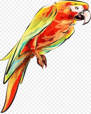 bird parrot macaw beak lorikeet