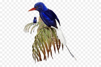 Bird Parrot Numfor paradise kingfisher Buff-breasted paradise kingfisher White stork - bird 
