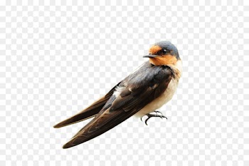 Bird Parrot Passerine Swallow Wallpaper - Sparrow turned 