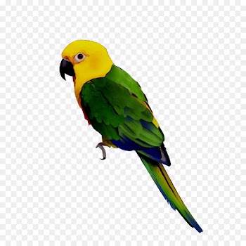 Bird Parrots Yellow-crowned amazon Budgerigar Macaw -  