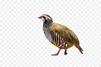 bird partridge beak pheasant rallidae