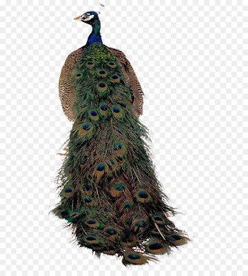 Bird Peafowl - Colorful proud peacock 