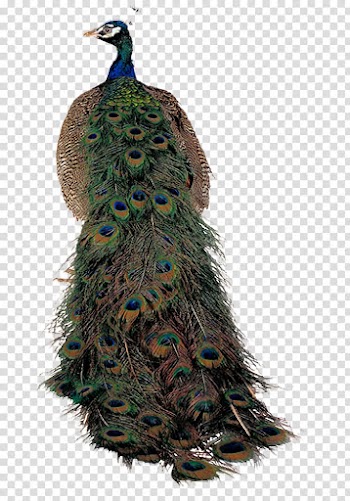Bird Peafowl, Colorful proud peacock transparent background PNG clipart