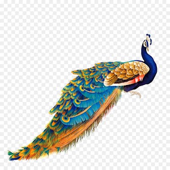 Bird Peafowl Painting - Color Golden Peacock 
