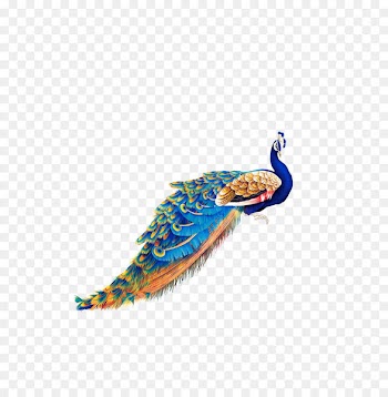 Bird Peafowl Wallpaper - peacock 