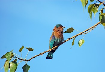 Bird Pearched on Tree Branch