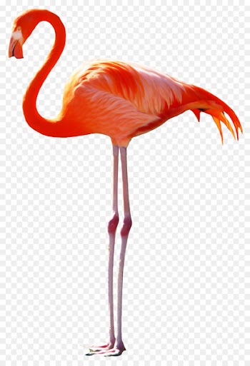Bird Pelican Greater flamingo - The long-legged birds fairy tale 