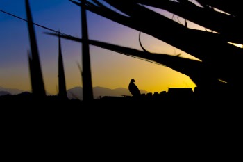 Bird Perch on Rails Silhouette