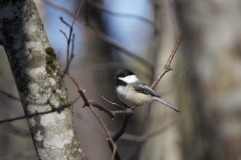 Bird Perch on Tree Trunks
