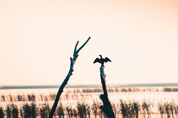 Bird Perched