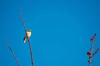 Bird Perched