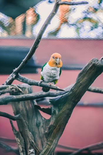 Bird Perched