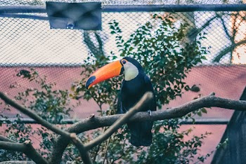 Bird Perched On A Branch