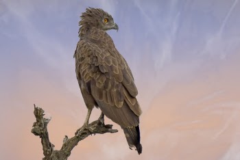 Bird Perched on Branch
