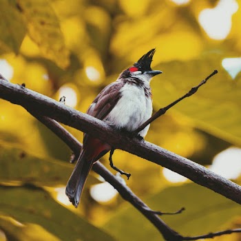 Bird Perched On Branch