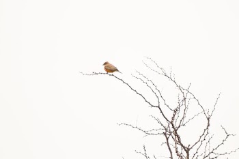 bird perched on branch