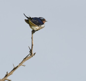 Bird Perched On Branch