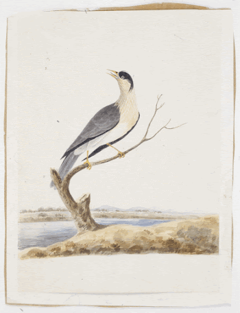 Bird perched on branch by river. | Free Photo - rawpixel