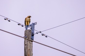 Bird Perched on Electricity Pole