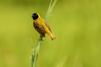 Bird Perched On Grass