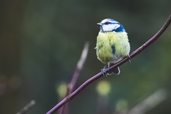 Bird Perched on Plant