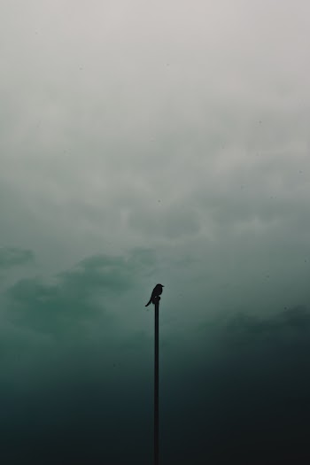 Bird Perched On Pole