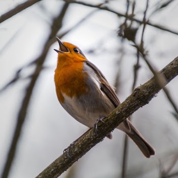 Bird Perched on Tree Branch