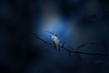 Bird Perched on Tree Branch