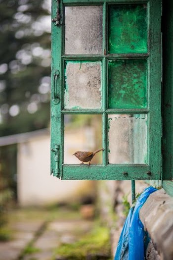 bird perched on window during daytime