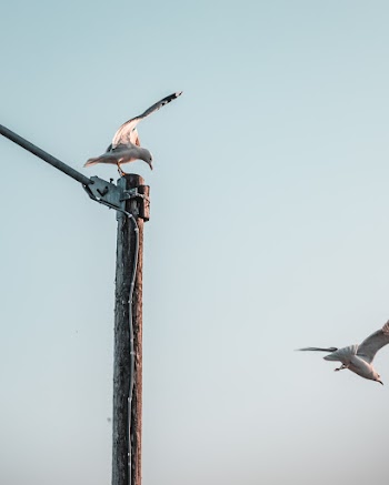 Bird Perched on Wooden Post